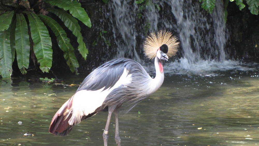 Jurong bird park singapore