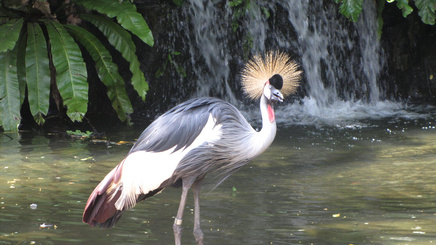 Jurong bird park singapore