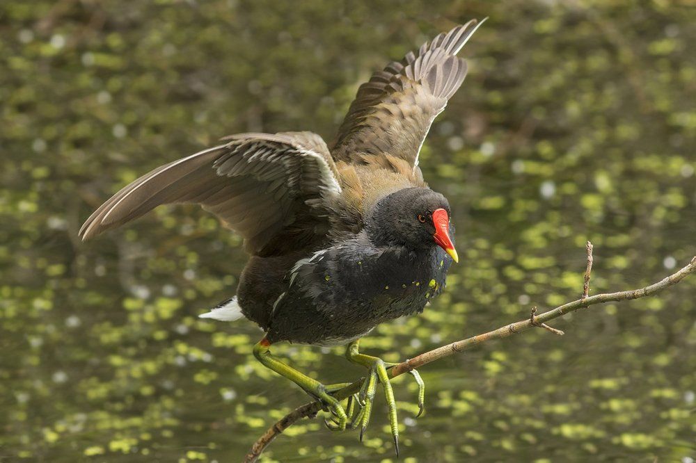 Эквилибрист