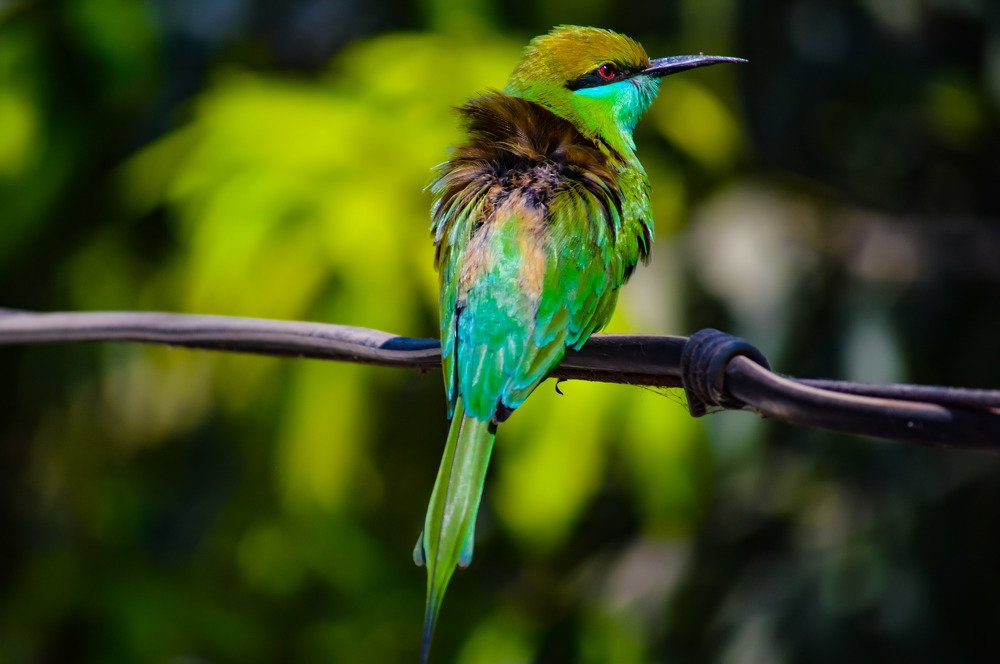 Bird