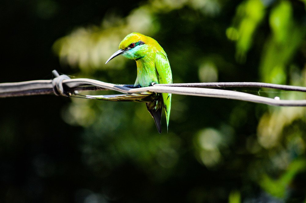 Bird acting