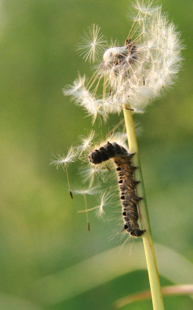 Я цветок тебе подарю.