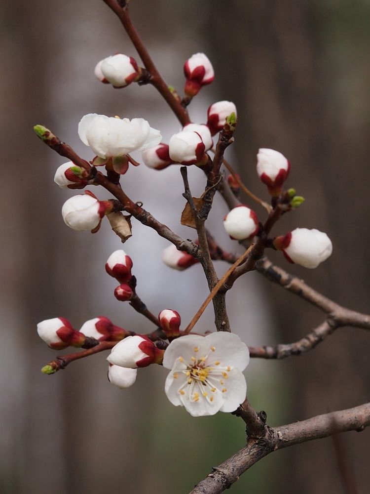 Первый цветочек