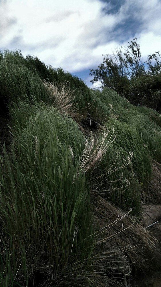 танец ветра.