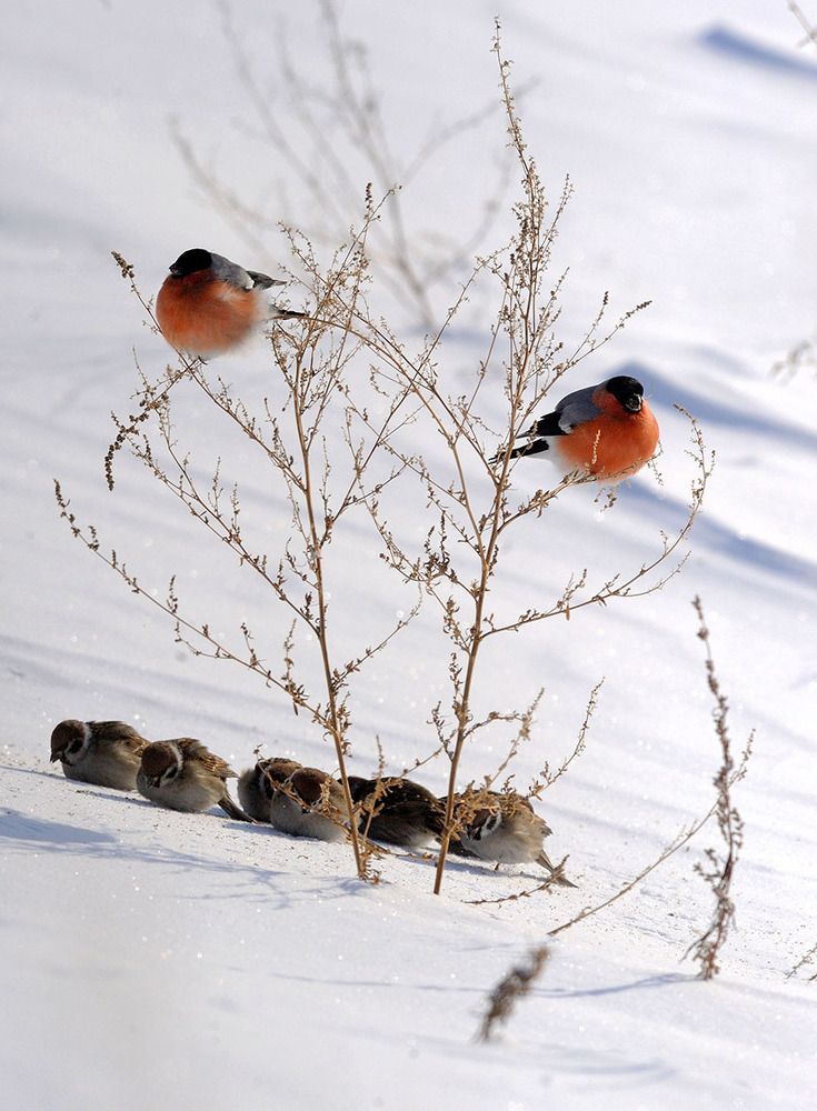 Солнечная полянка