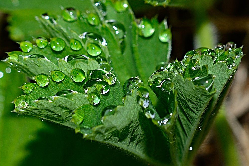 Ожерелье лета.