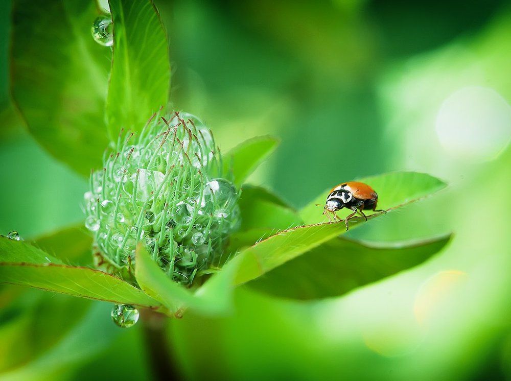 Что-то зеленое