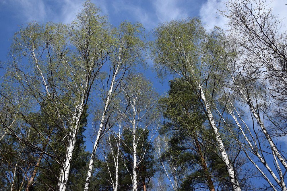 Весна на Брянщине