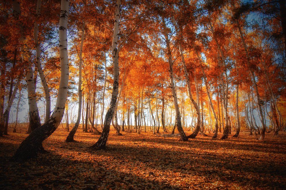 Бронзовый лес