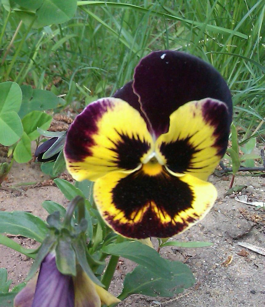 Маленький человечек