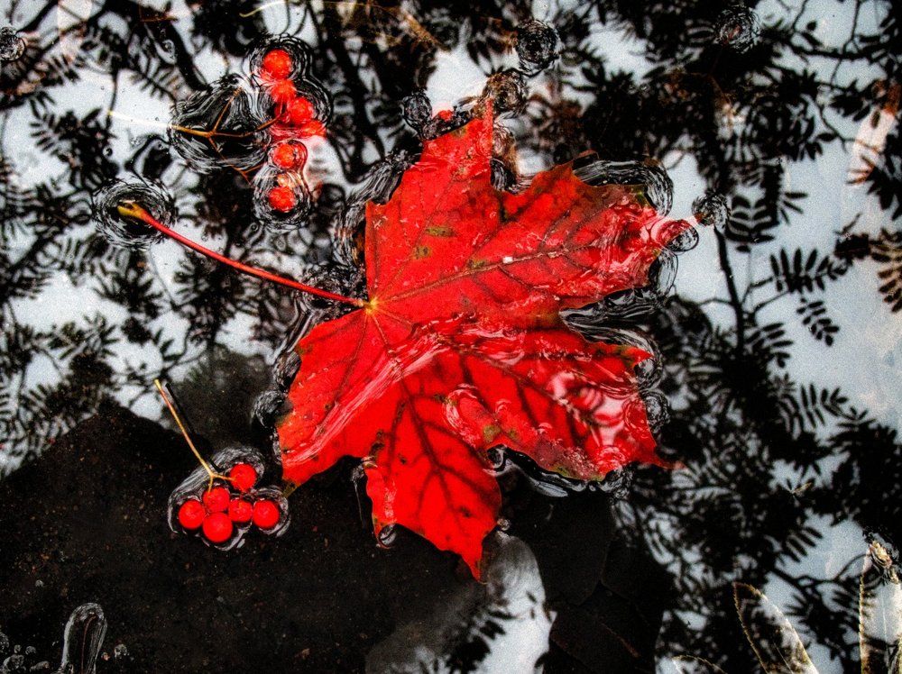 Красный кленовый лист