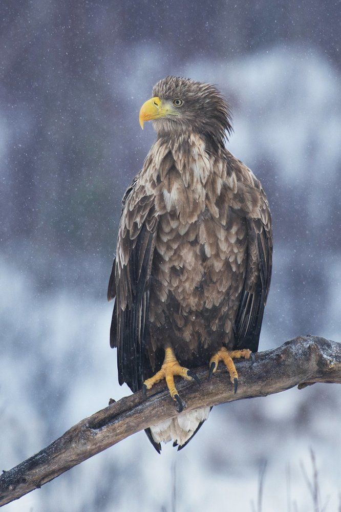 Хищная натура.