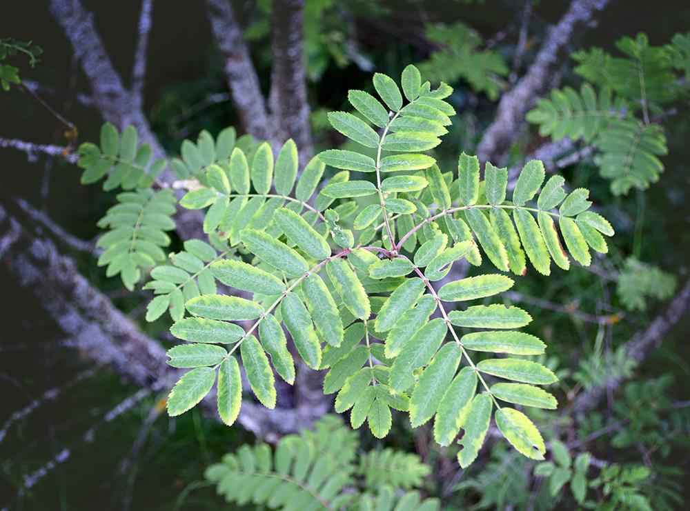 Зеленый этюд