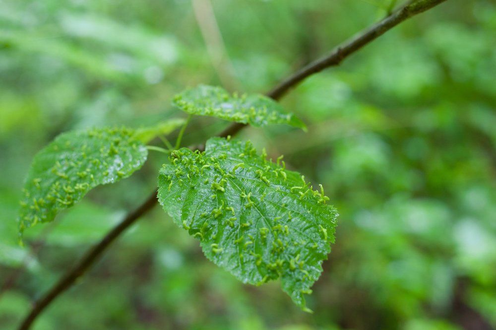 Green leaf with hundreds of little green passengers