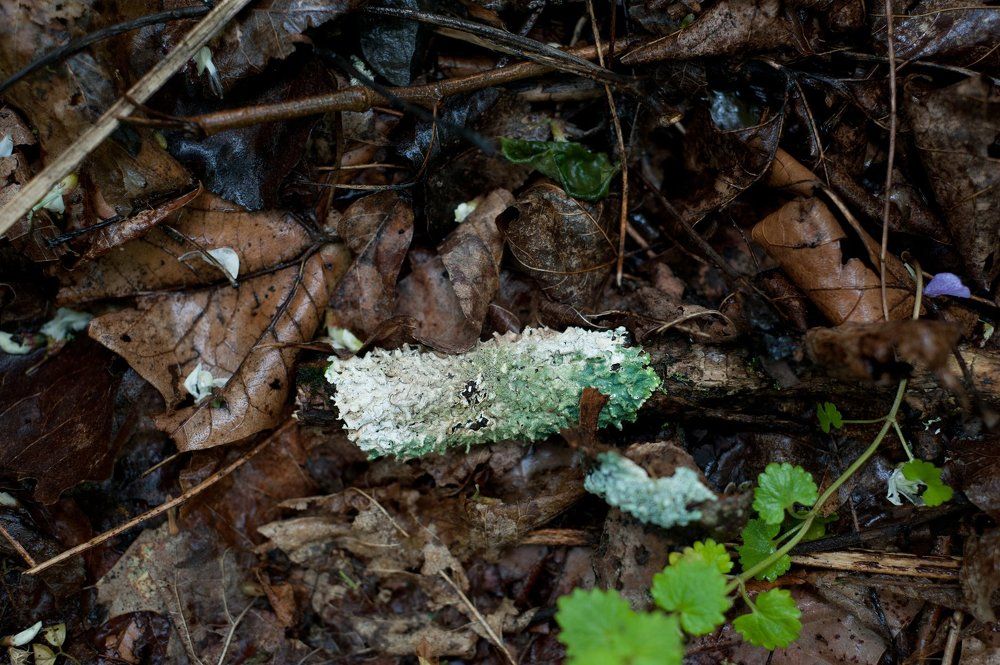 Something green in brown mostly space