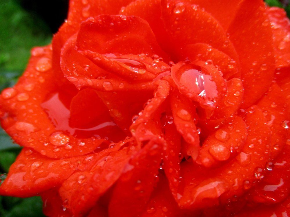 Слезы розы. Тears of a rose.