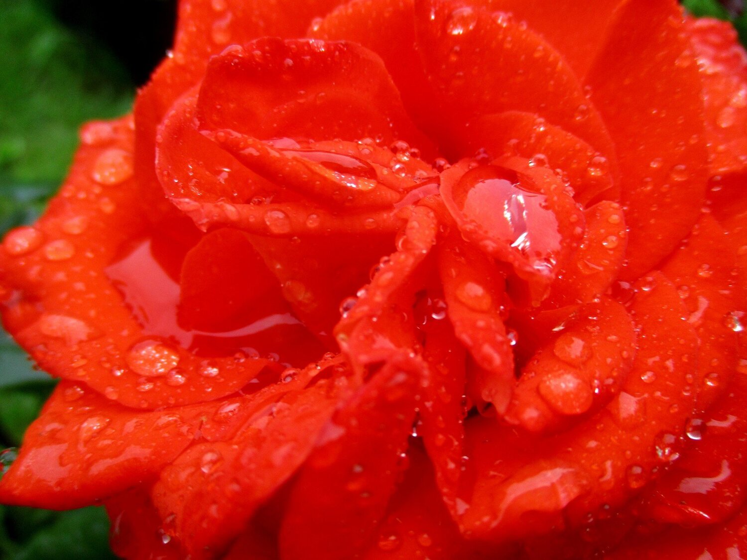 Слезы розы. Тears of a rose.