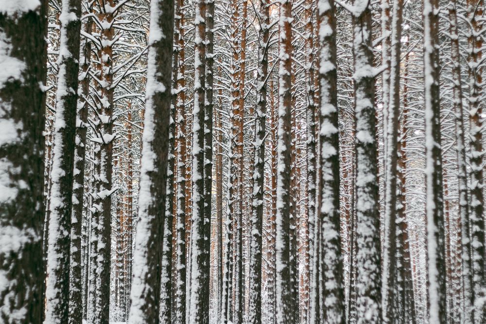 Photograph by Маргарита Фирсова