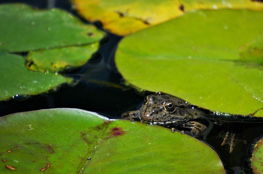 Под зеленым ковром