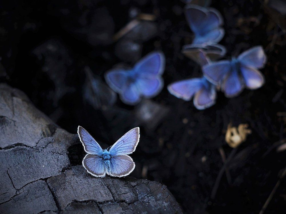 Огоньки на углях