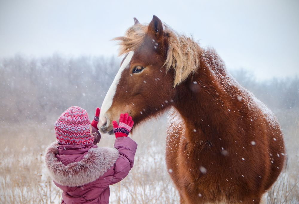 Мой дикий друг