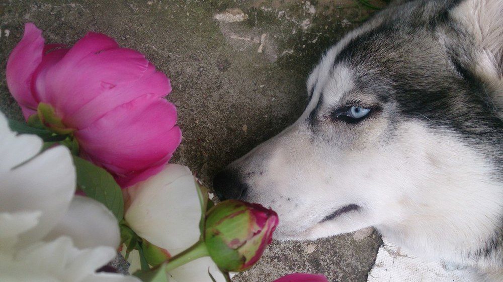 Красавец Туман