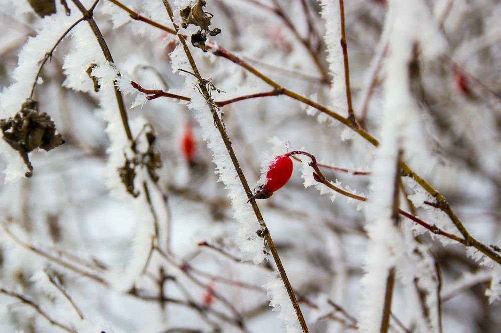 Морозная красота.