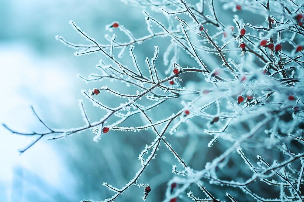 Морозное утро