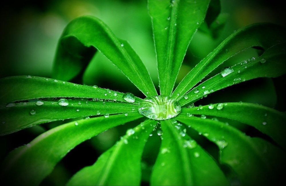 Капли на зеленом листе