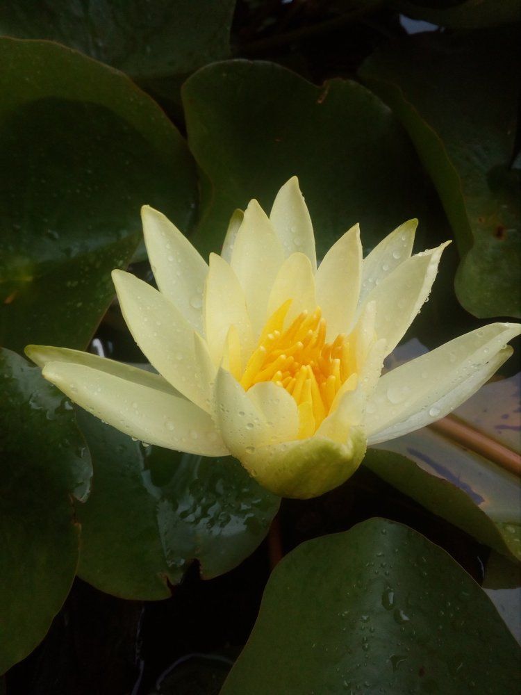 Sun rays of the pond