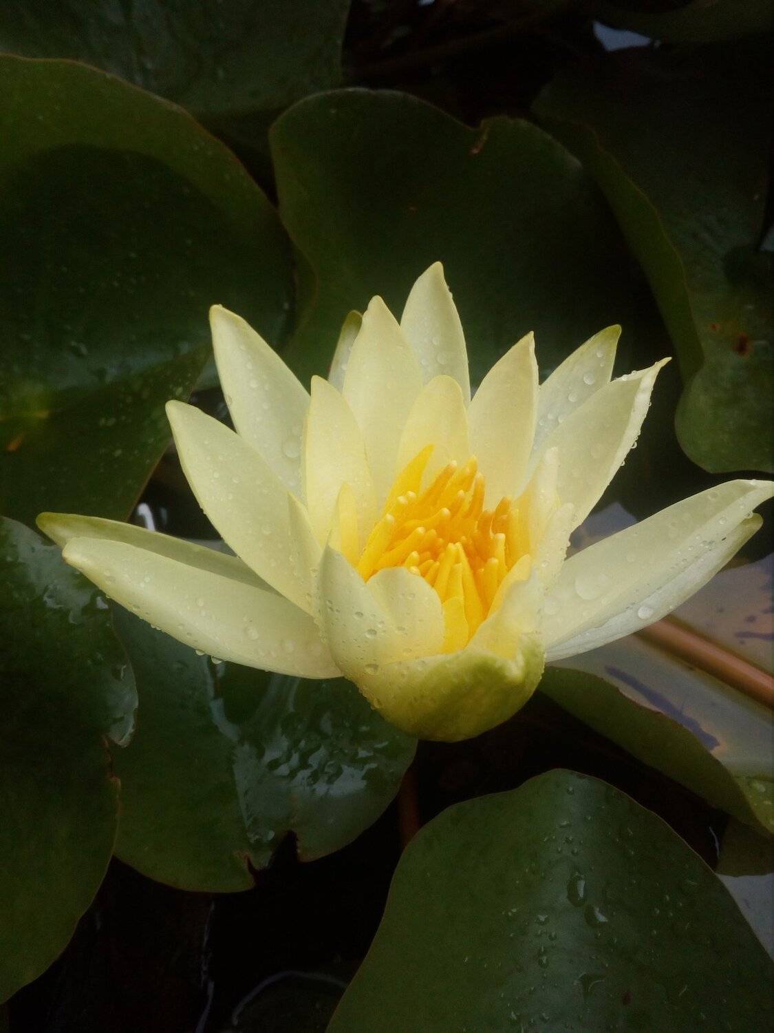 Sun rays of the pond