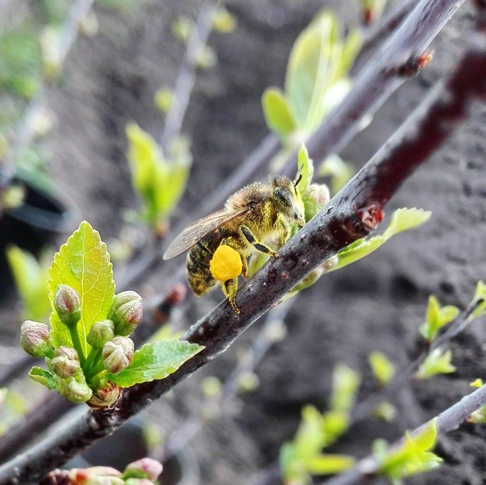 Working Bee