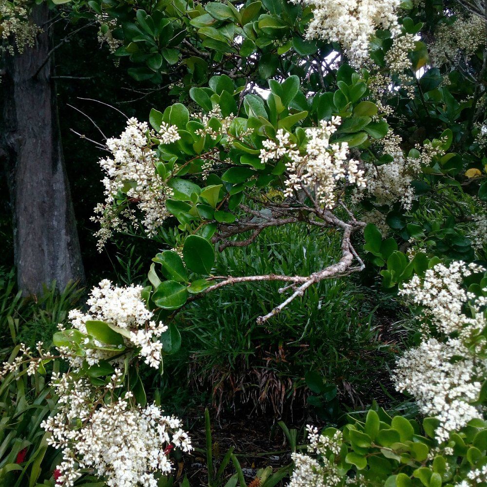 Richness of white