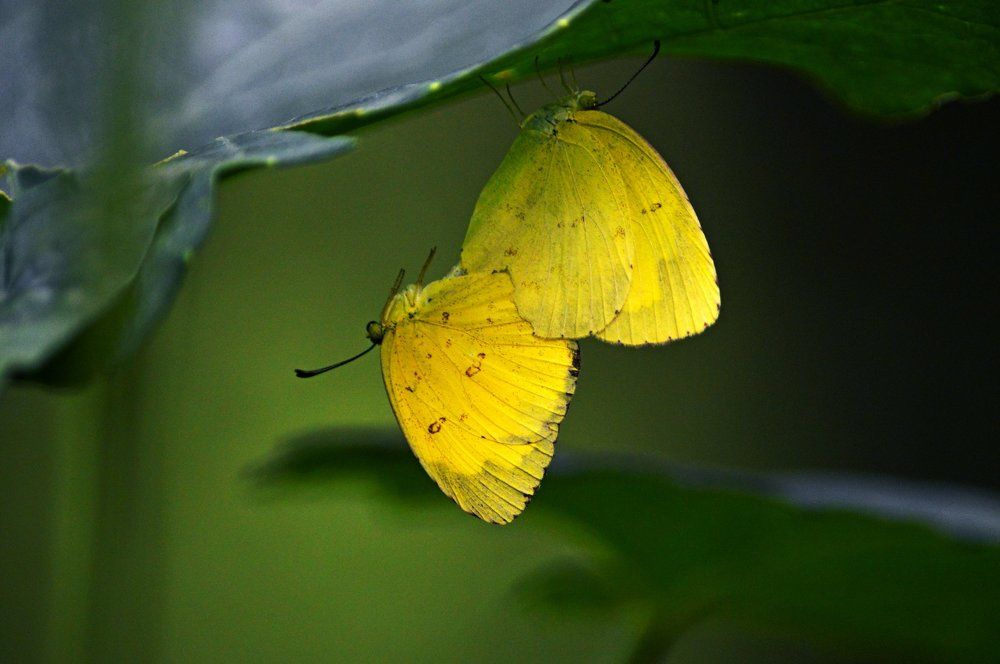 Three Spot Grass Yellow Couple