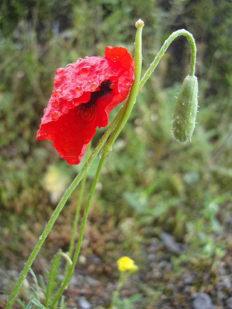 Мак под дождем