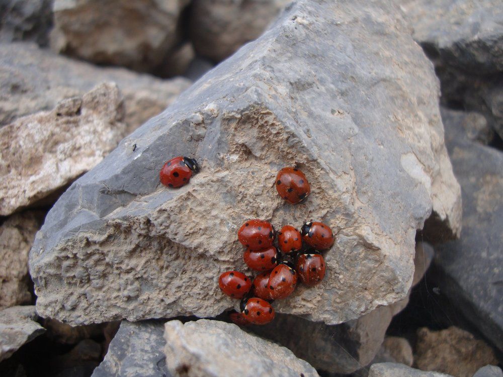 Высотные путешественницы