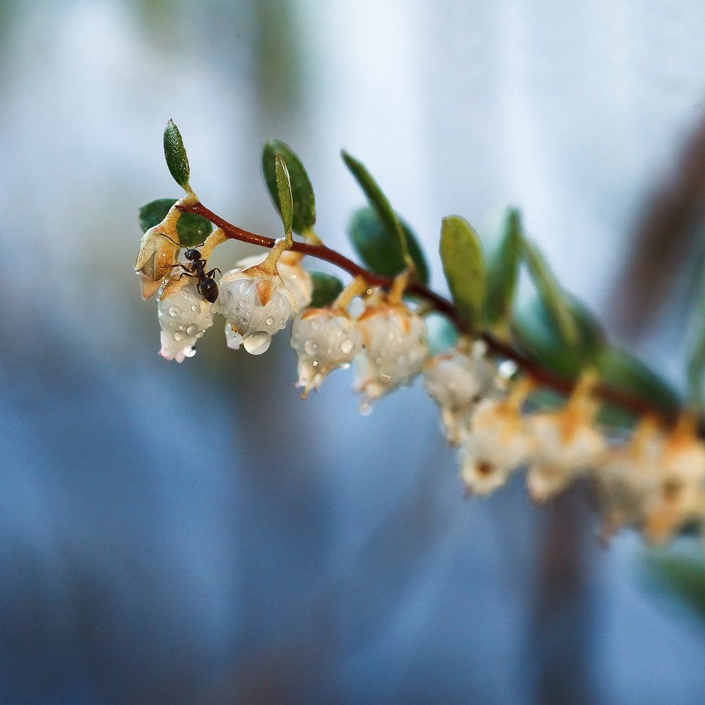 Любопытный муравьишка.