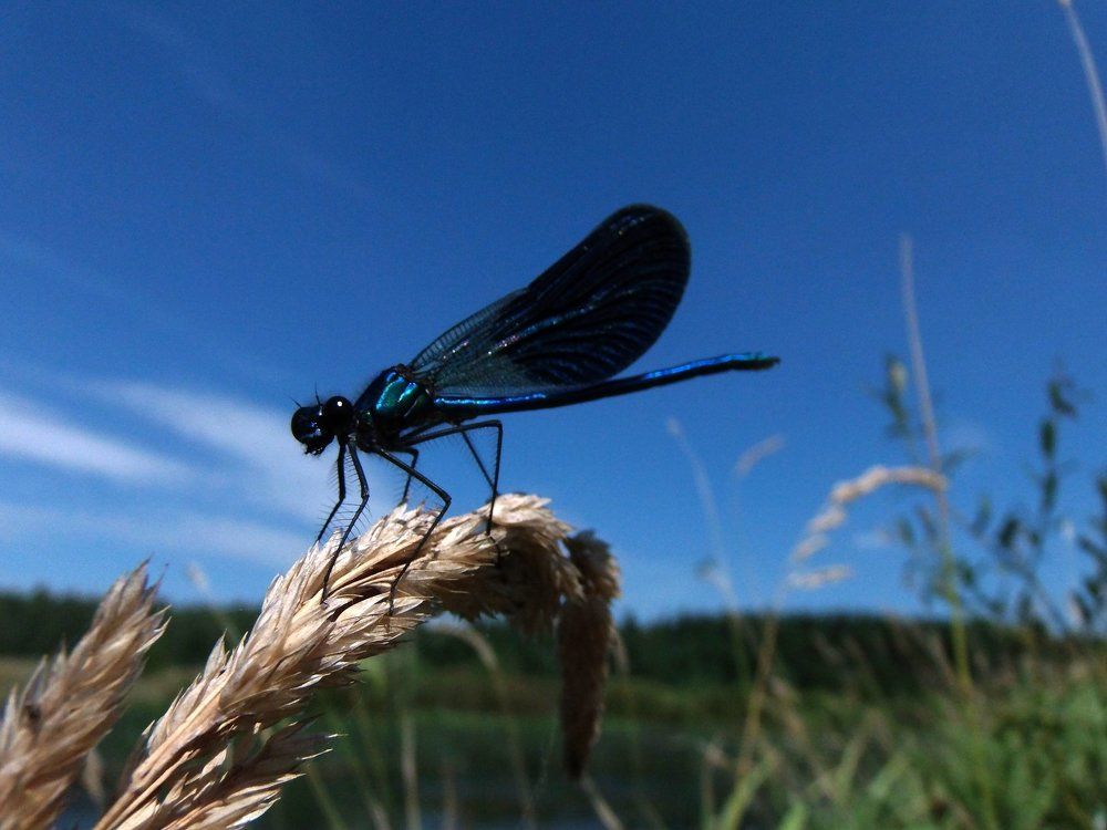 Красотка-девушка (démoiselle)