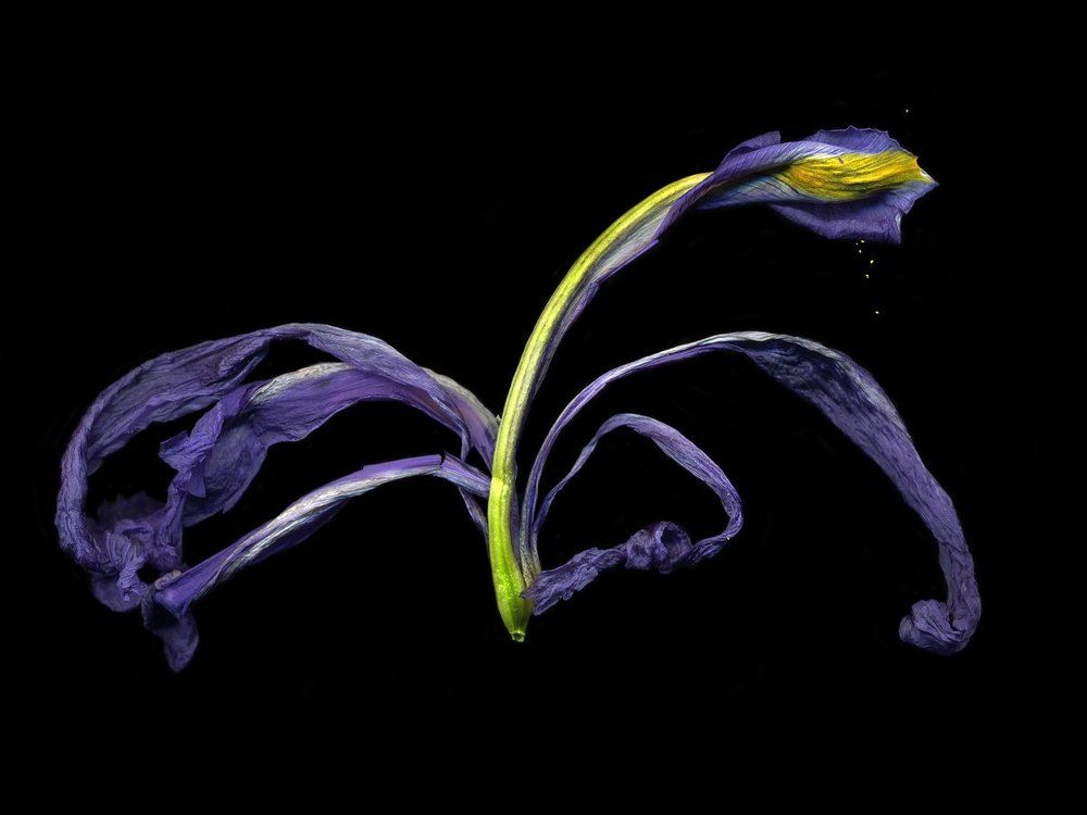 iris