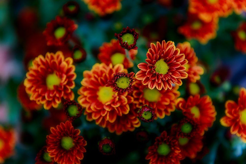 Хризантемы