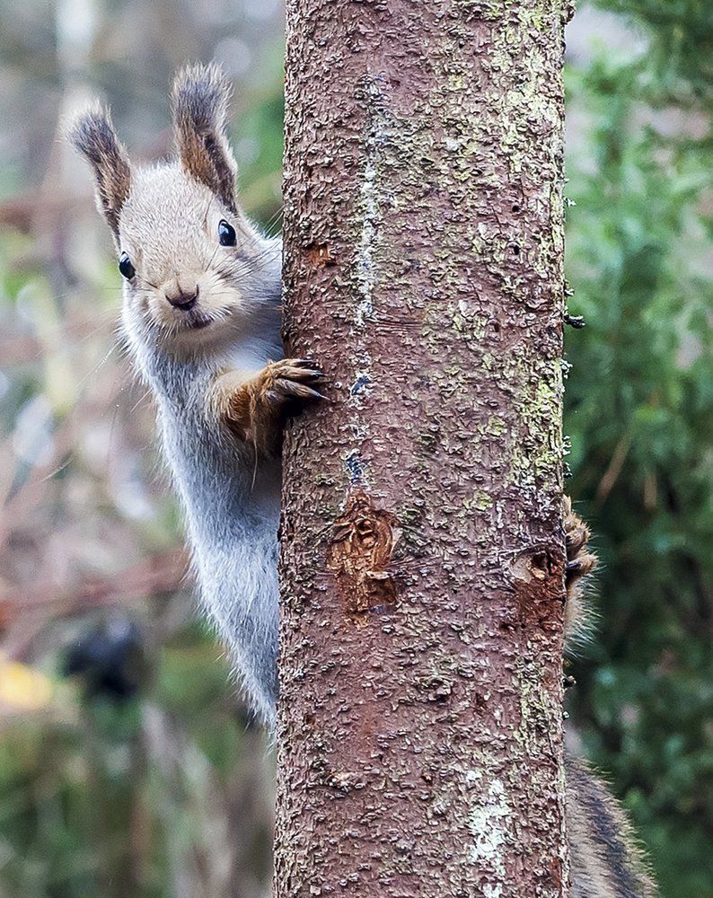 Любопытная