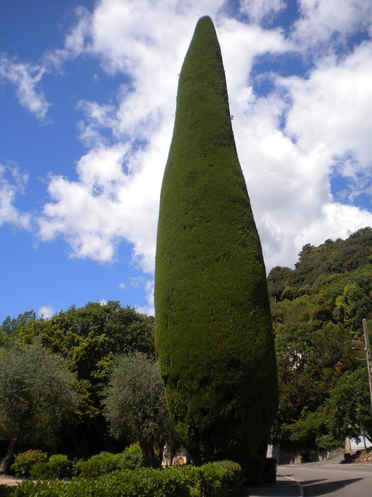 Excellent work of the gardener. Cypress