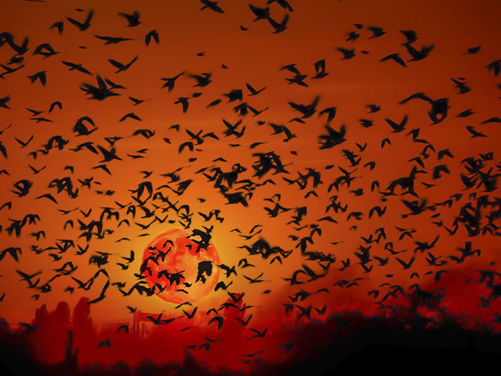 Сны Дафны Дю Морье (Dreams of Daphne Du Maurier)