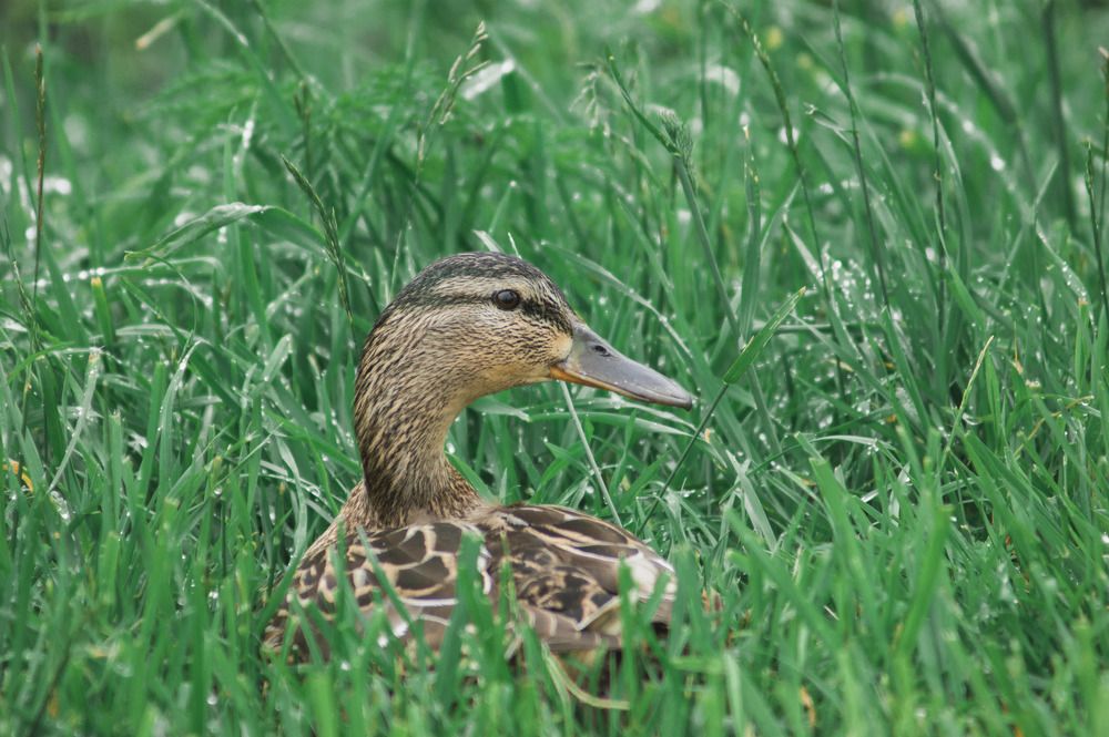 Капли жизни