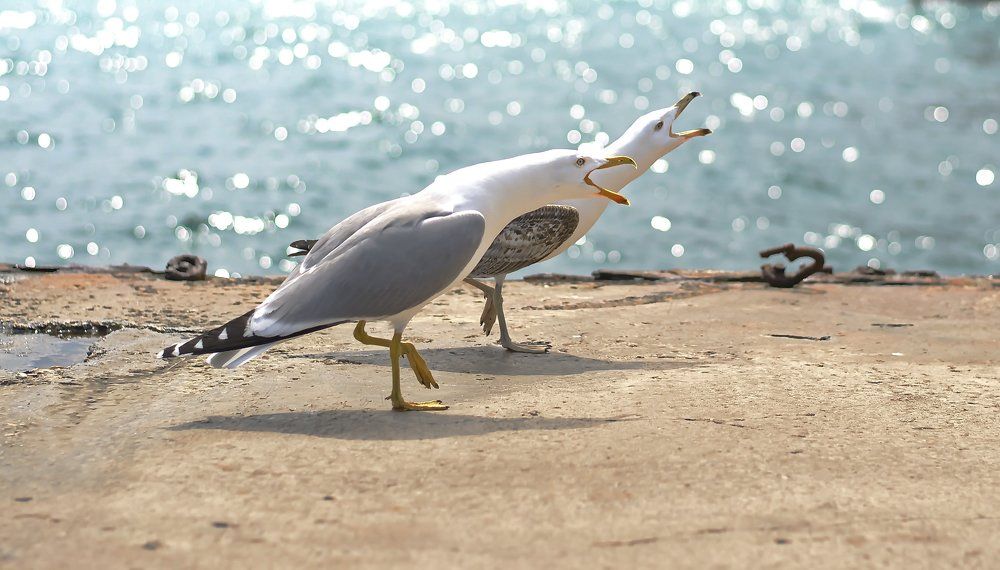 Прогулка с песнями ..