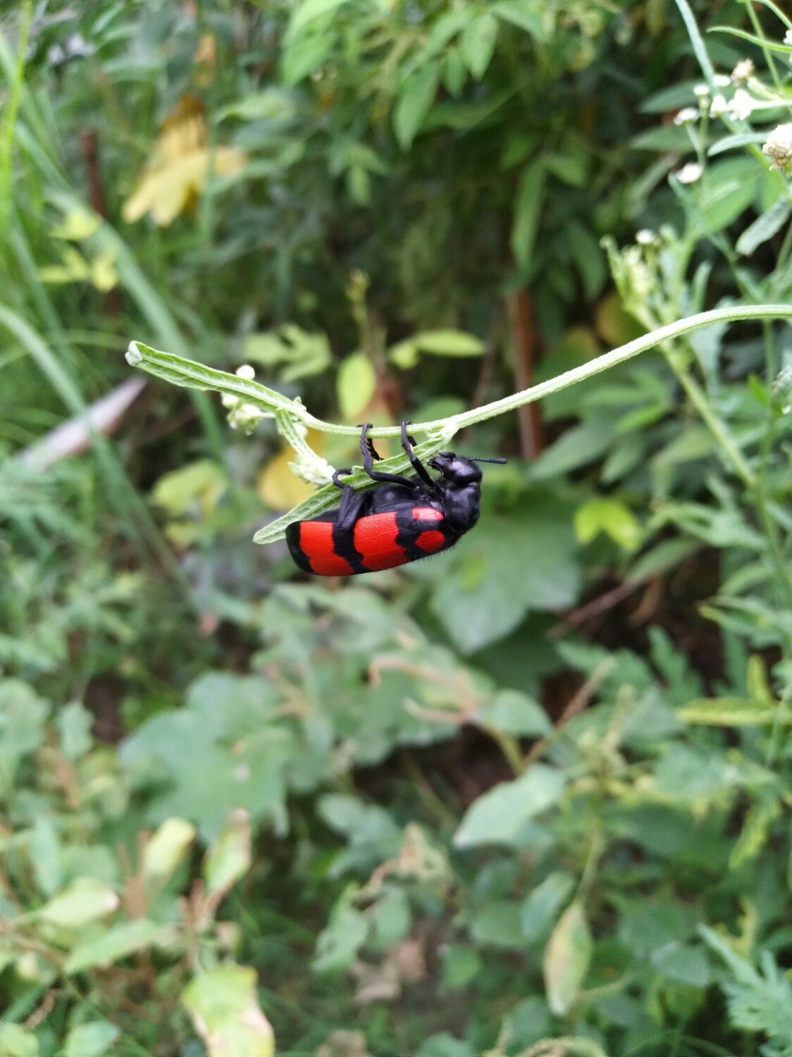 Beautiful bug