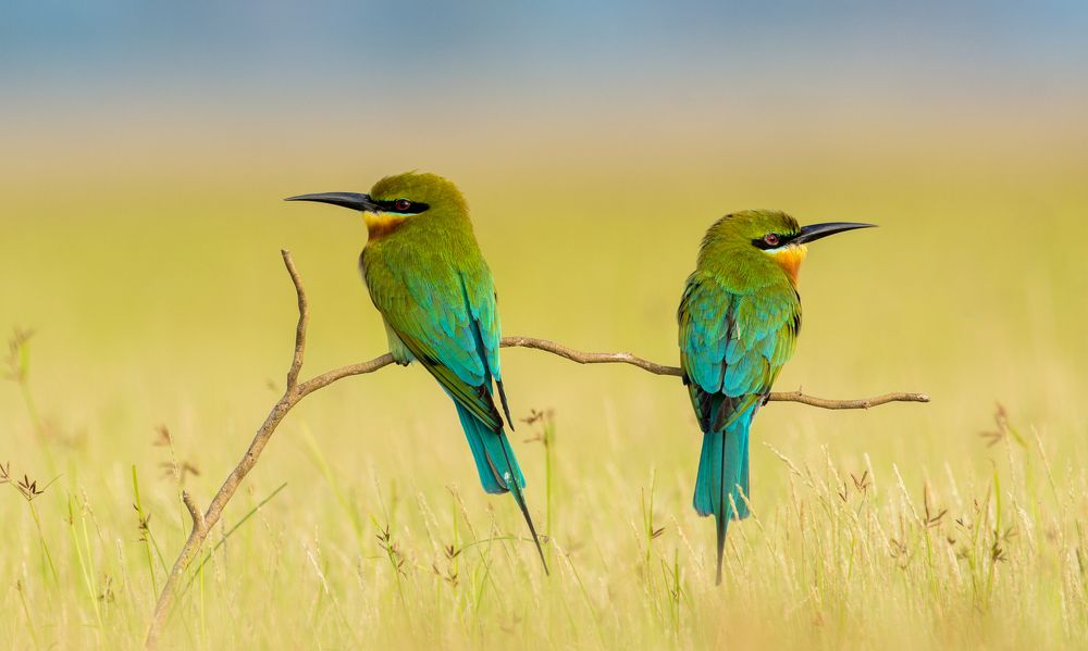 Bee Eaters