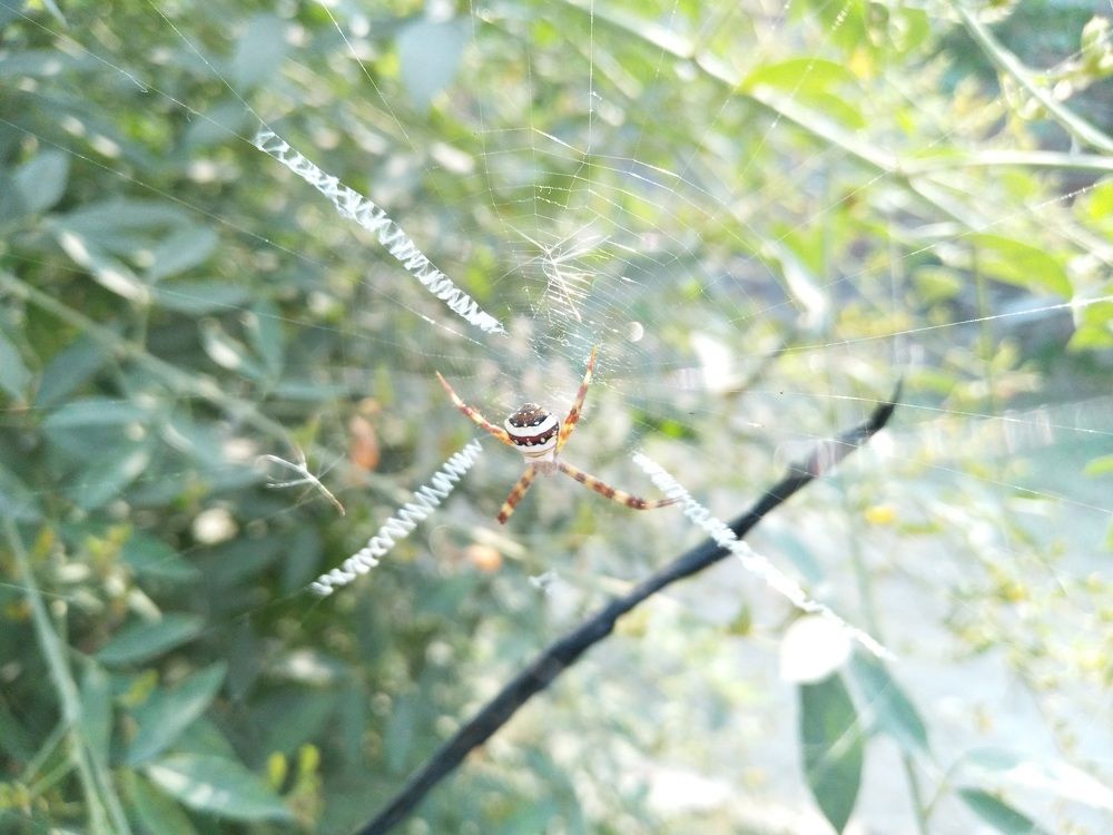 Spider on web