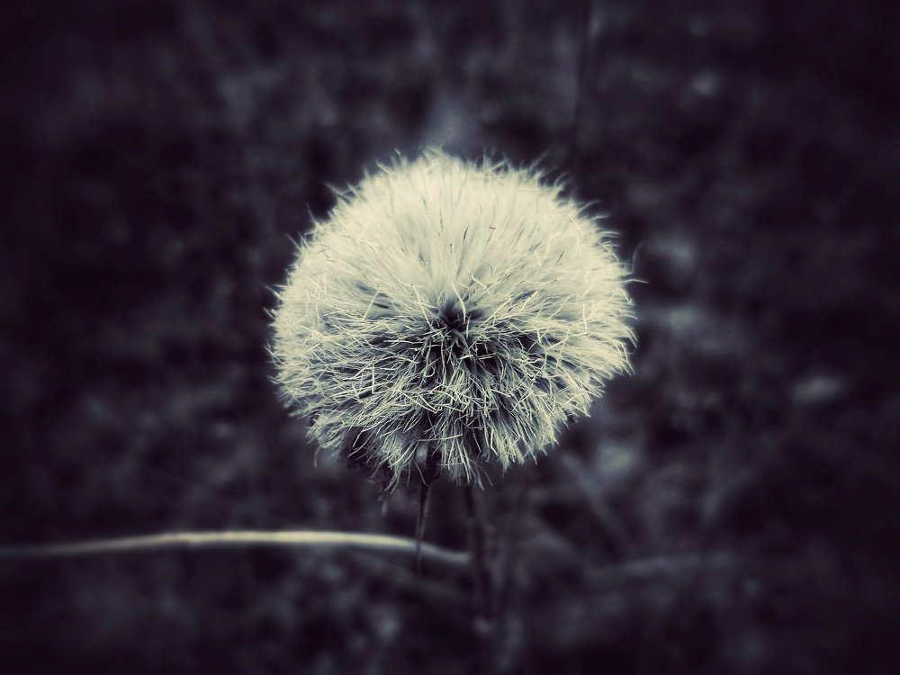 Мир в глазах насекомых