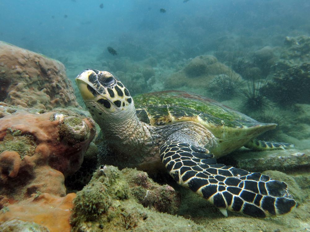 У острова Крок.